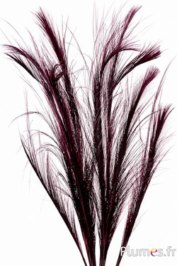Fazant Hoki - 45-50 cm - bordeaux